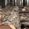 Log Dog - boomstamklem